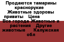 Продаются тамарины краснорукие . Животные здоровы привиты › Цена ­ 85 000 - Все города Животные и растения » Другие животные   . Калужская обл.